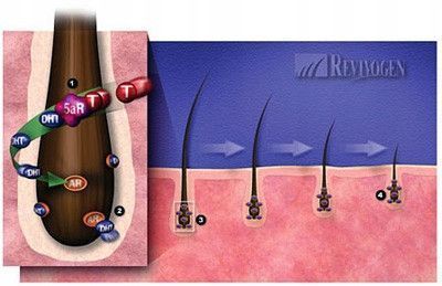 Revivogen Scalp Therapy - Інноваційний набір для лікування облисіння, (3 місяці) 3x60 мл 105101 фото